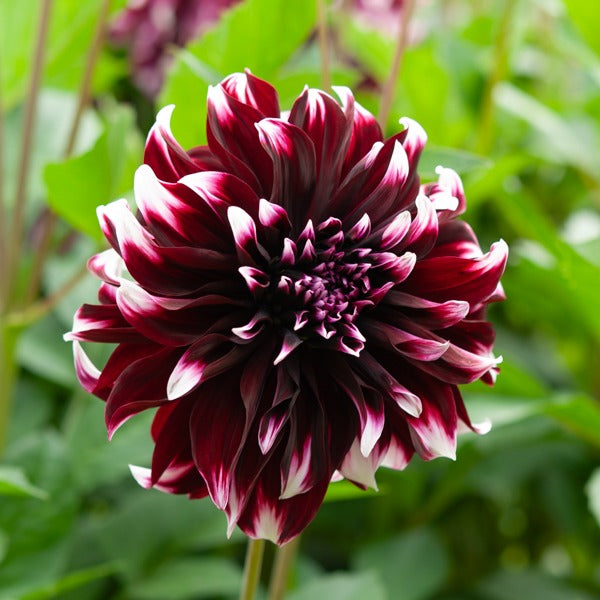 Dahlia - Dahlia Mix 'Grootbloemig' (x5) - Dahlia 'Diva', 'Clair Obscure', 'Mistery Day', 'Seduction', 'Luka Johanna'