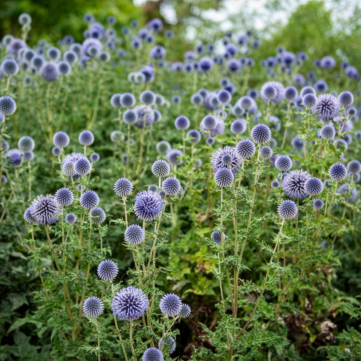 Kogeldistel 'Boule Azurée' - Echinops ritro - Bakker
