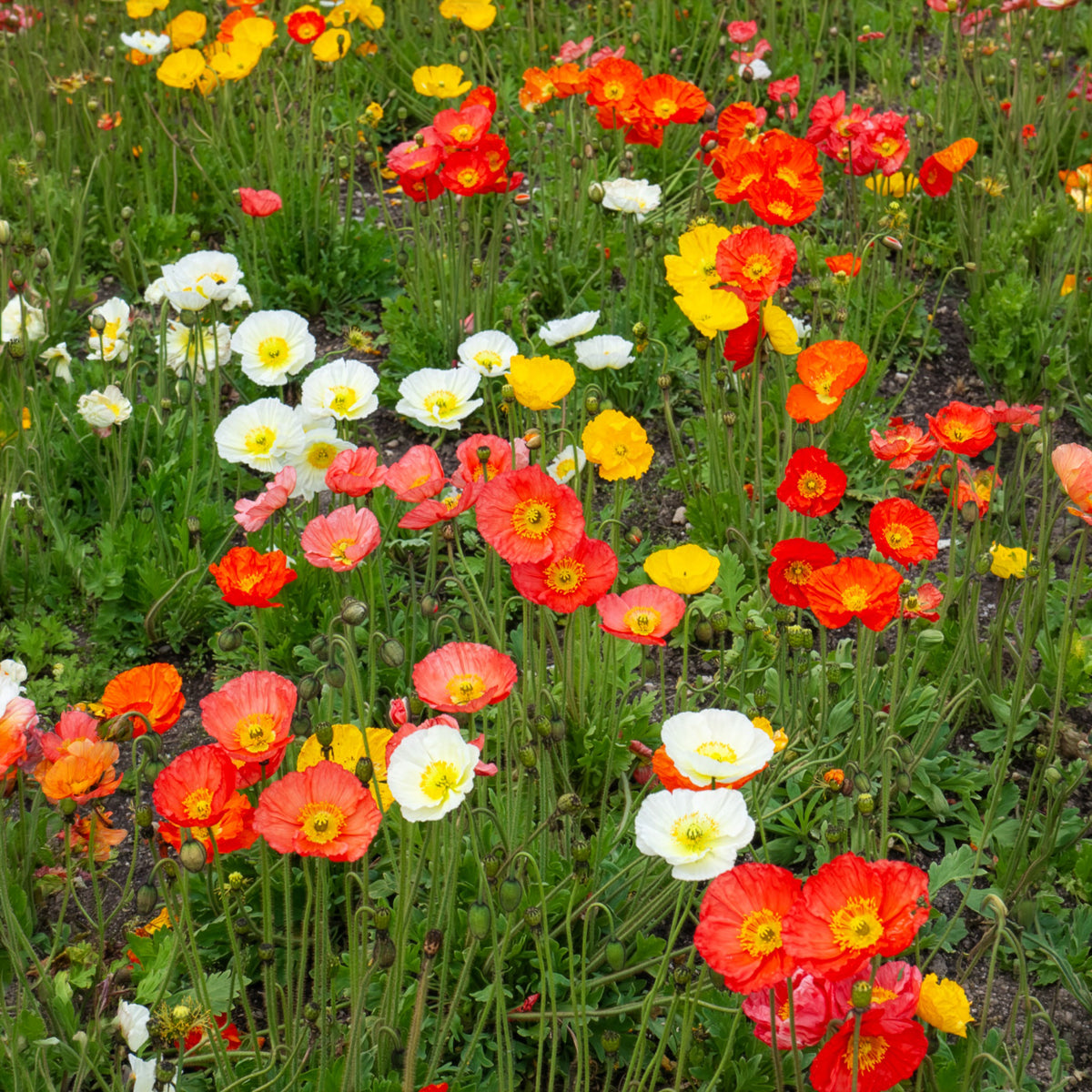 Verkoop Klaproos Mix 'Artist's Glory' - Papaver nudicaule