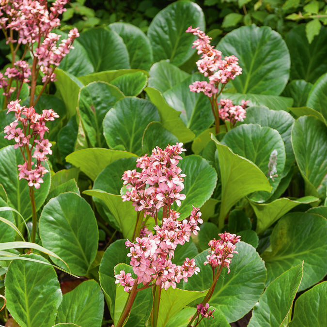 Schoenlappersplant Bressingham Ruby - Bakker