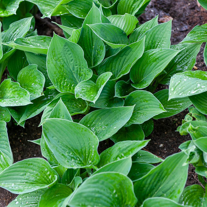 Hartlelie Elegans Funkia sieboldiana - Hosta sieboldiana elegans - Bakker