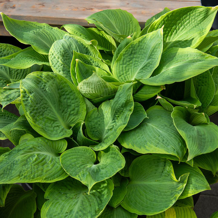 Hartlelie Frances Williams à marge jaune - Hosta sieboldiana frances williams - Bakker