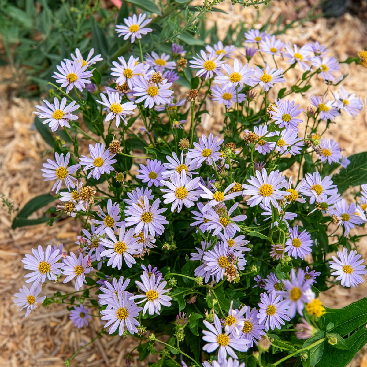 Zomeraster Blue Star - Bakker