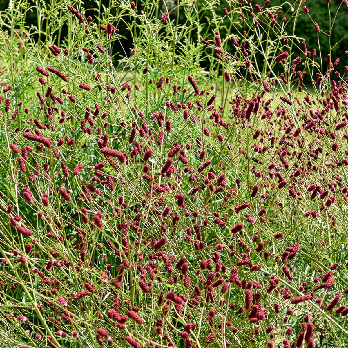 Verkoop 5 vaste planten voor bloemenweide - Panicum virgatum,Sesleria autumnalis, Allium sphaerocephalon,Veronicastrum virginicum, Sanguisorba officinalis