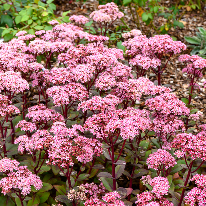 Vetkruid 'Matrona' - Bakker