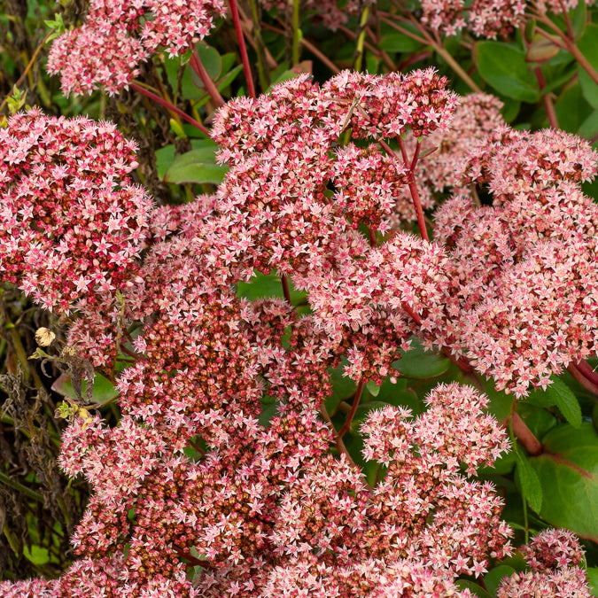 Sedum matrona - Vetkruid 'Matrona' - Sedum - Vetkruid