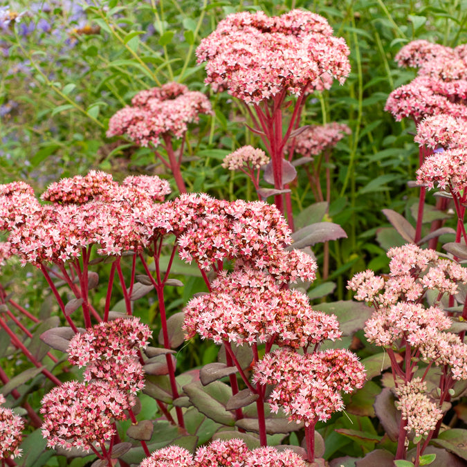 Vetkruid 'Matrona' - Sedum matrona - Bakker