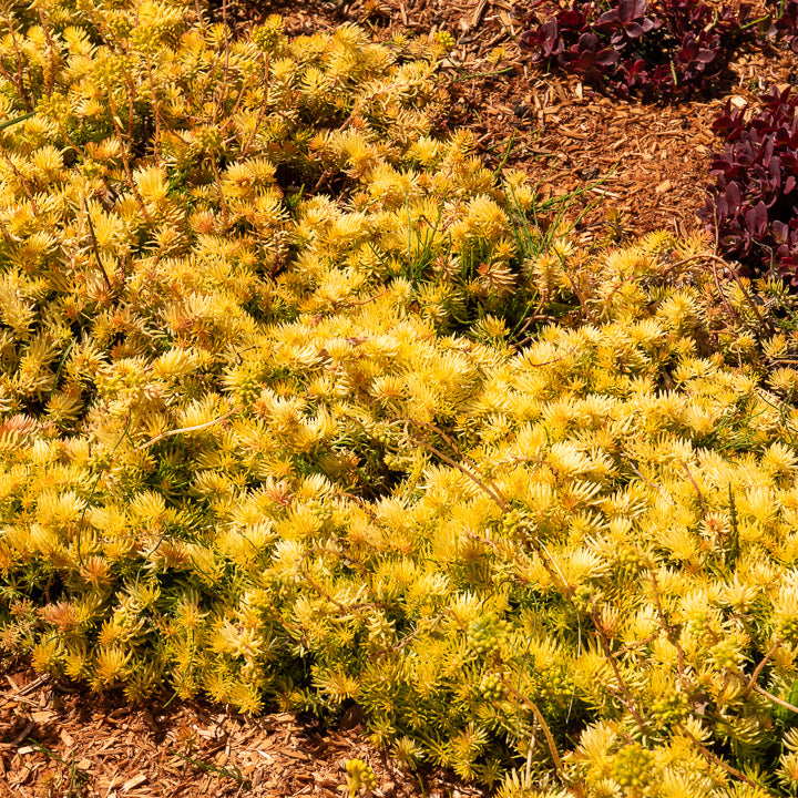 Sedum reflexum Angelina - Vetkruid 'Reflexum Angelina' - Vaste planten