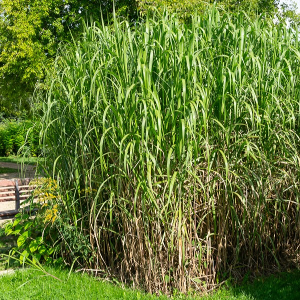 Miscanthus - Chinees riet - Prachtriet - Miscanthus giganteus (floridulus)