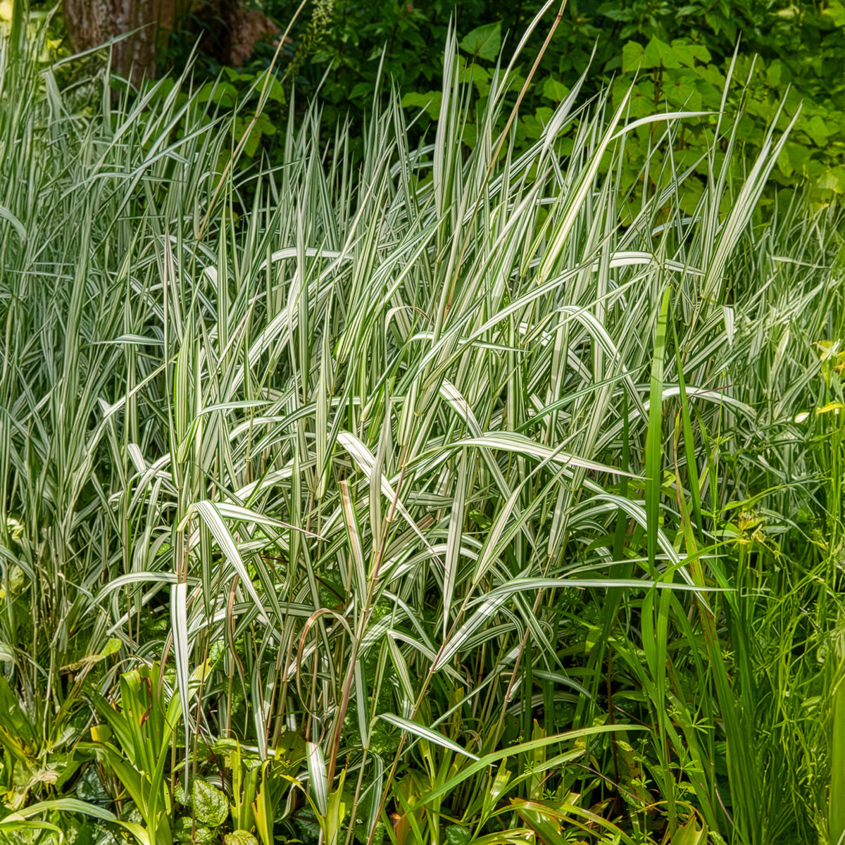 Phalaris arundinacea Feesey - Rietgras Feesey - Siergrassen