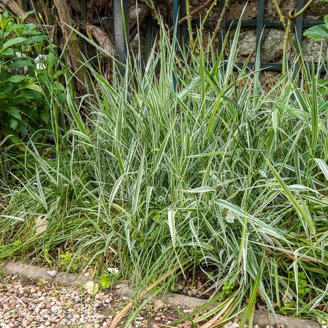 Rietgras Picta - Phalaris arundinacea Picta - Bakker