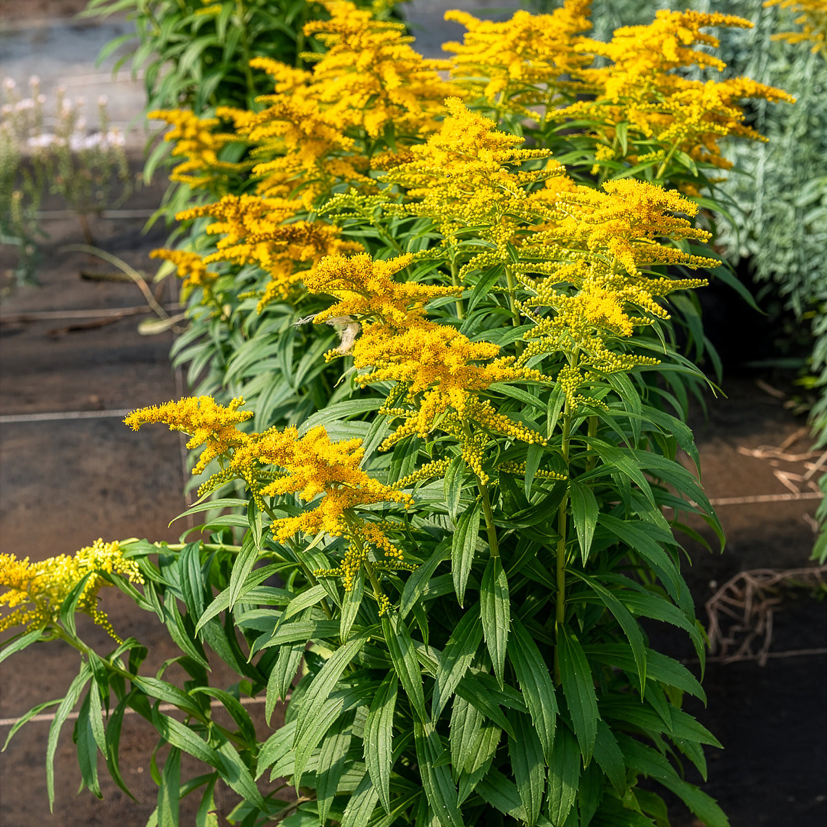 Canadese guldenroede Golden Dwarf - Solidago Golden Dwarf - Bakker