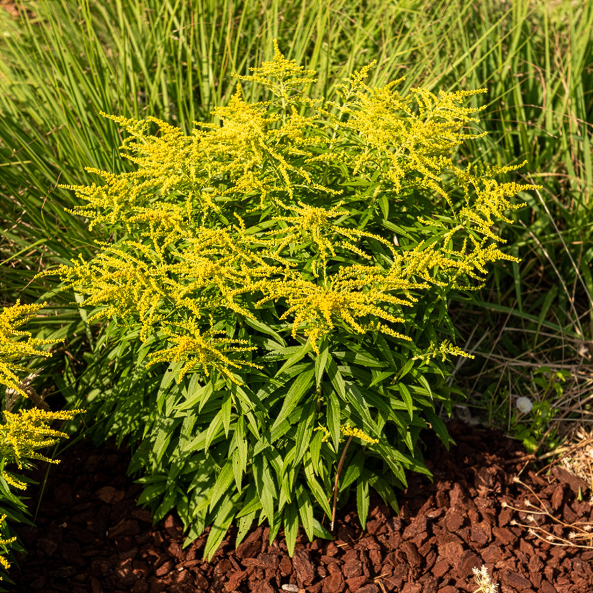 Canadese guldenroede Golden Dwarf - Bakker