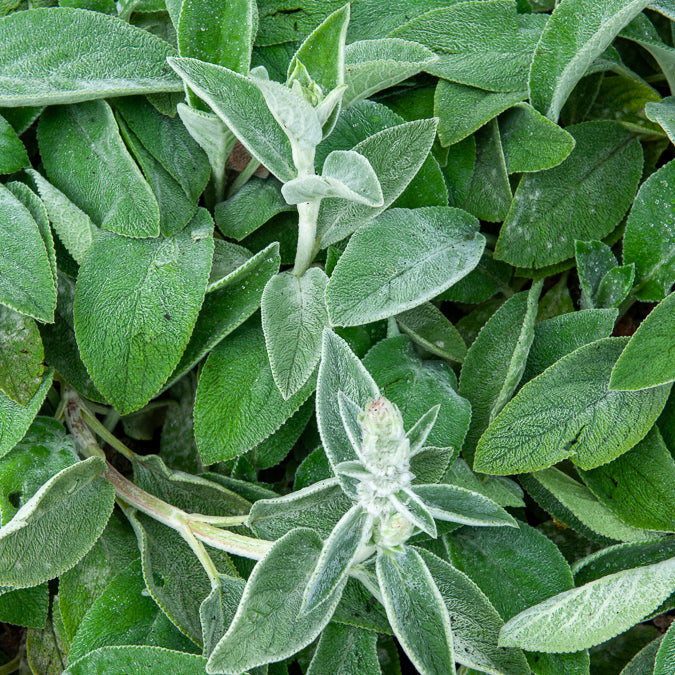 Ezelsoor Big Ears - Bakker
