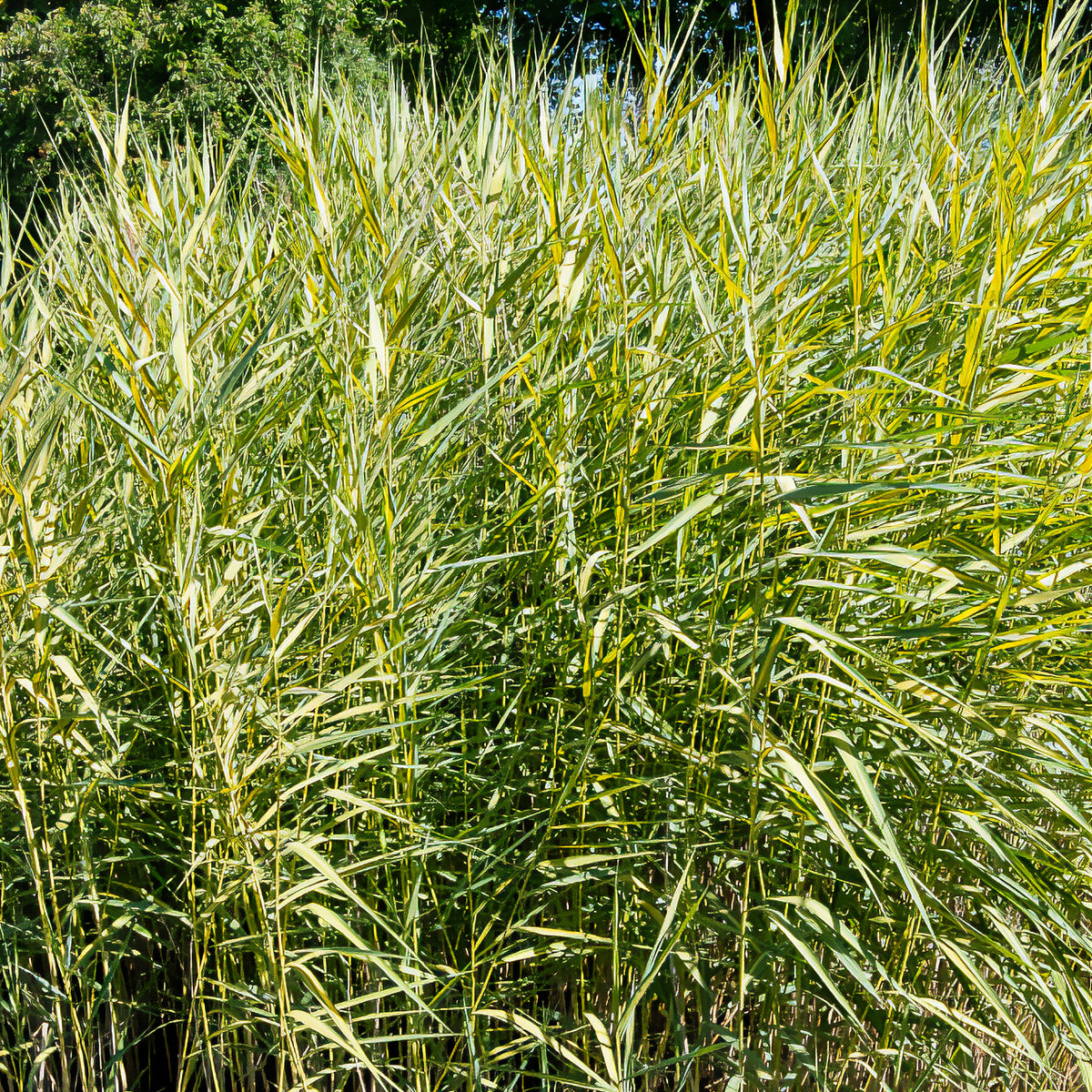 Rietgras Variegatus - Bakker