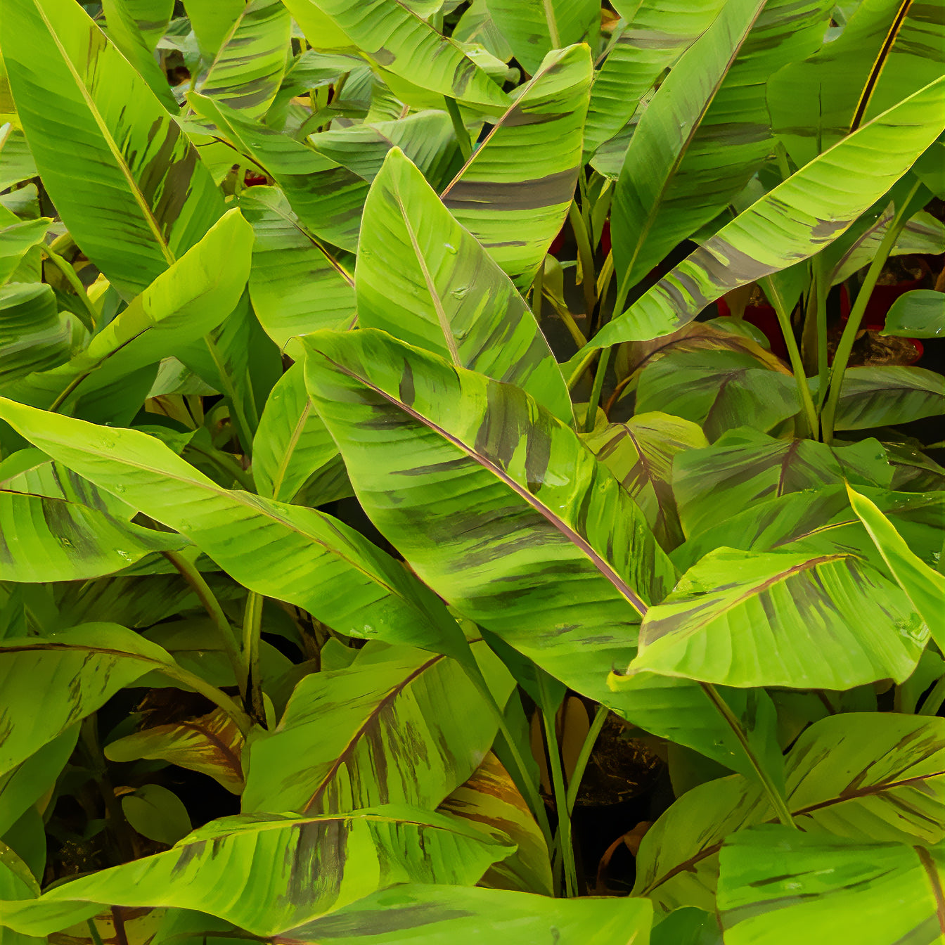 Japanse Bananenplant Ever Red - Musa sikkimmensis Ever Red - Bakker
