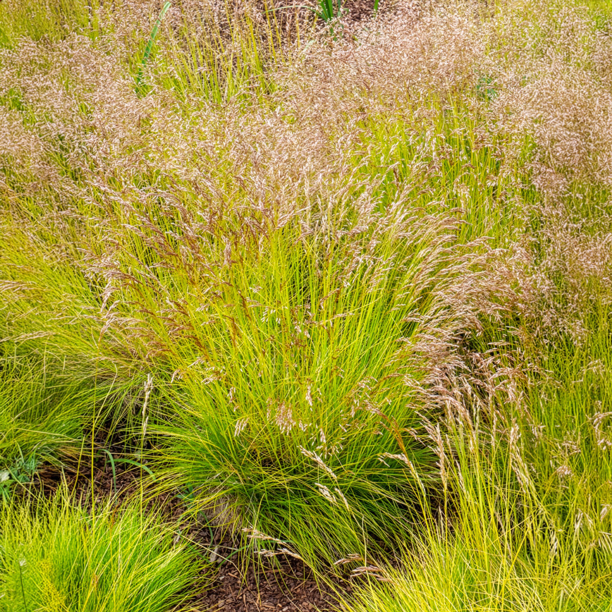 Bochtige smele Tatra gold - Deschampsia flexuosa Tatra Gold - Bakker
