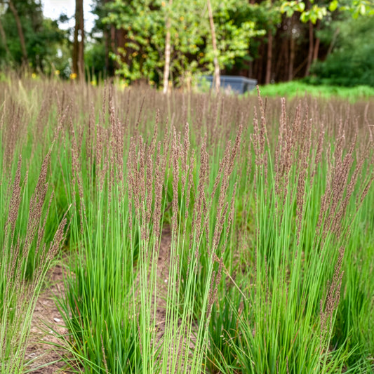 Pijpenstrootje Edith Dudszus - Bakker