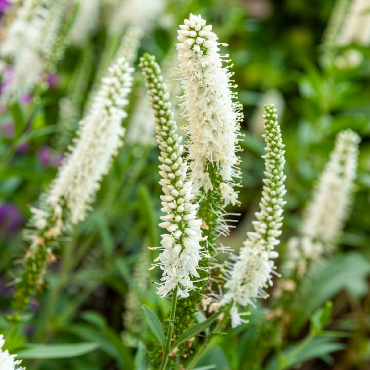 Aarereprijs Alba - Veronica spicata alba - Bakker