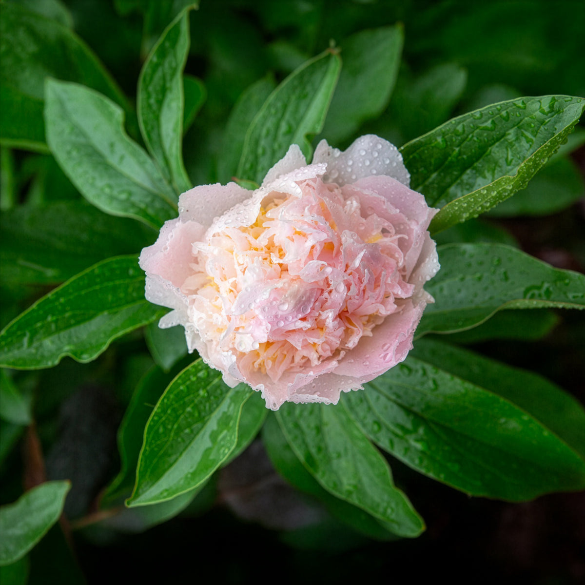 Pioenroos 'Peche' - Paeonia lactiflora peche - Bakker
