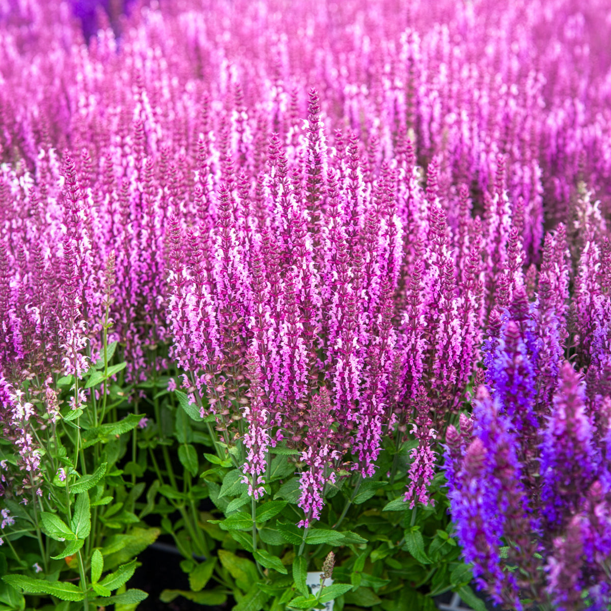 Bossalie 'Sensation Pink' - Bakker