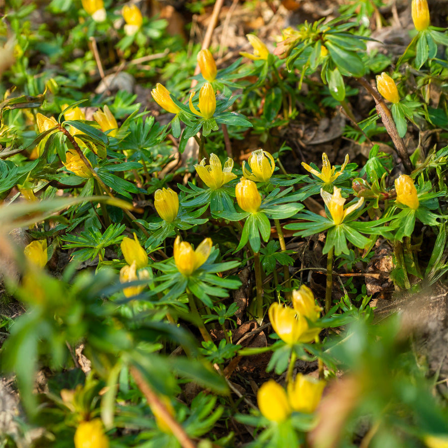 Helleborussen - Vaste planten - Bakker