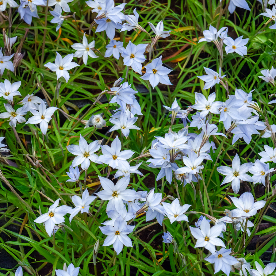 Wisley Blue Lentesterren - Bakker