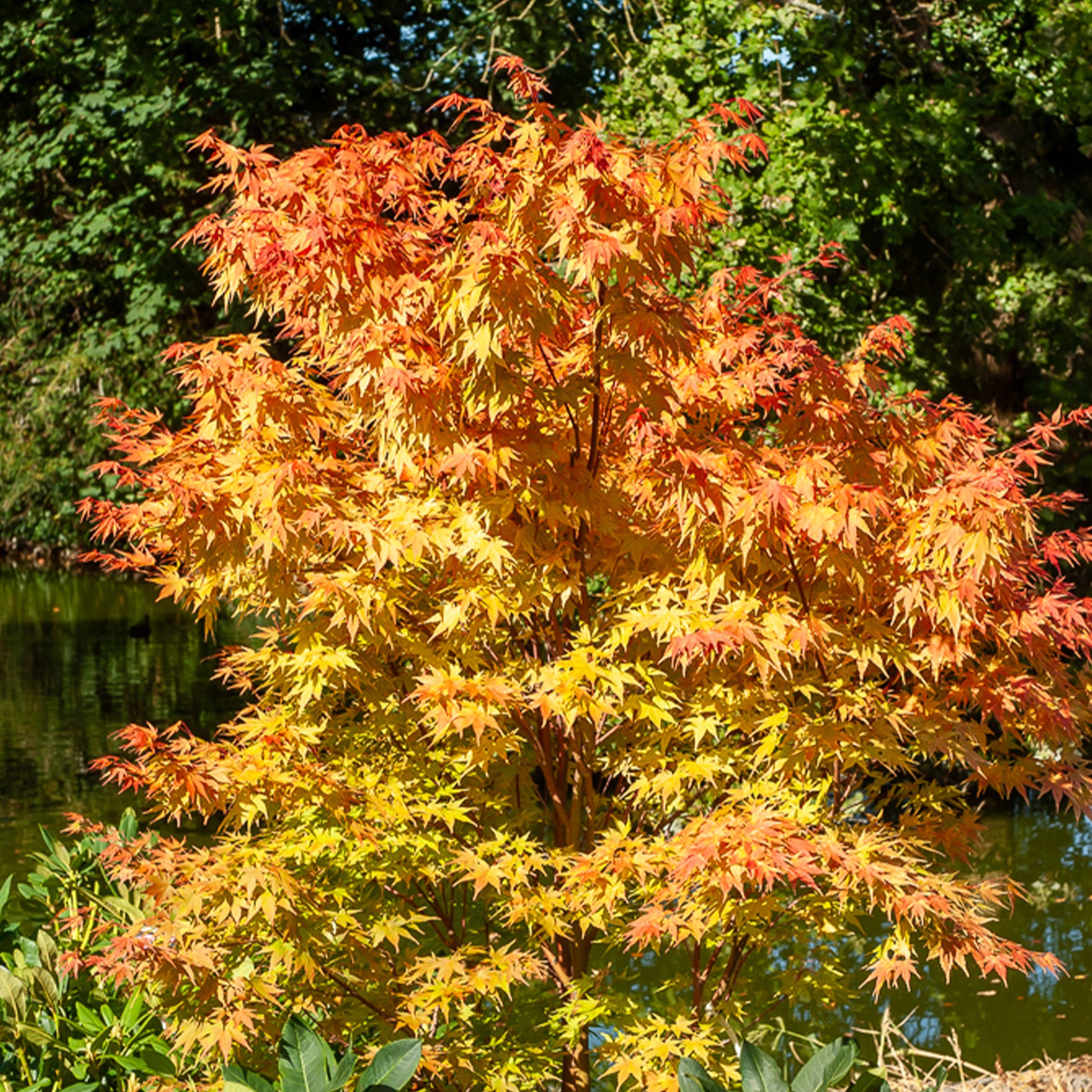 Japanse esdoorn Sango-kaku - Acer palmatum Sangokaku - Bakker