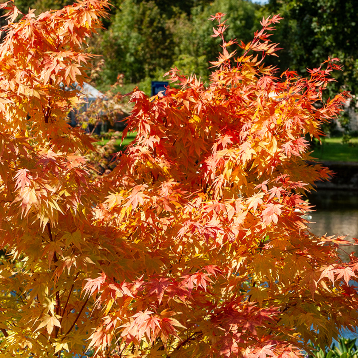 Japanse esdoorn Sango-kaku - Acer palmatum Sangokaku - Bakker