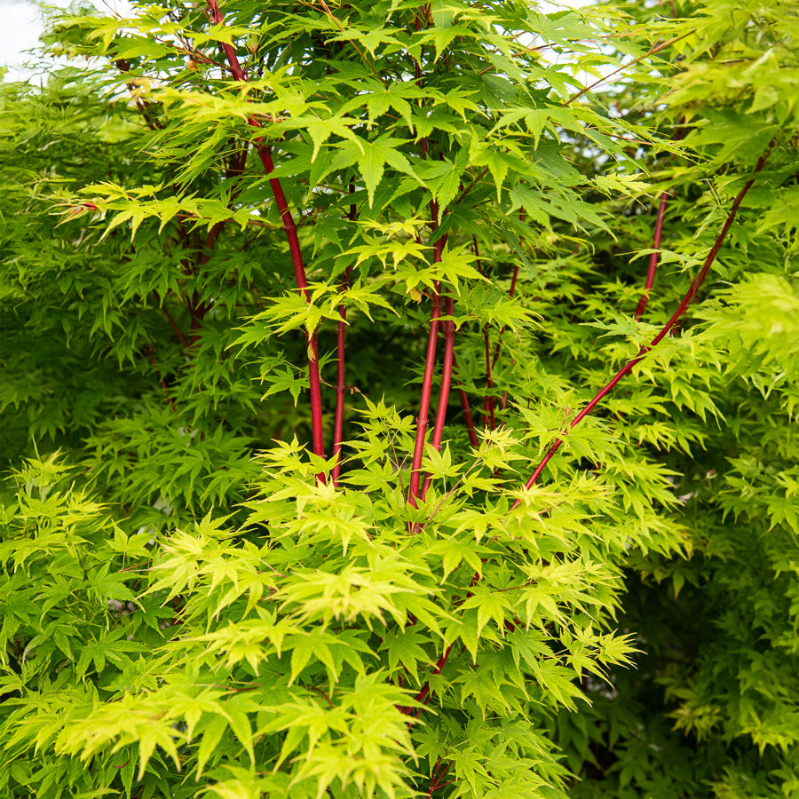 Verkoop Japanse esdoorn Sango-kaku - Acer palmatum Sangokaku