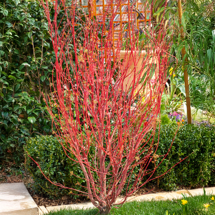 Japanse esdoorn - Japanse esdoorn Sango-kaku - Acer palmatum Sangokaku