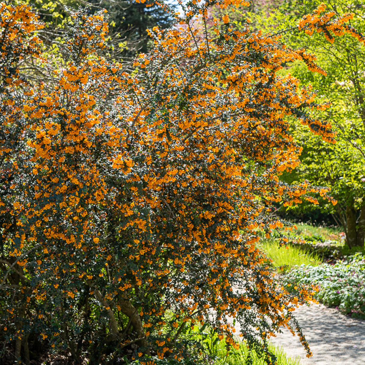 Berberis - Darwins berberis - Berberis darwinii