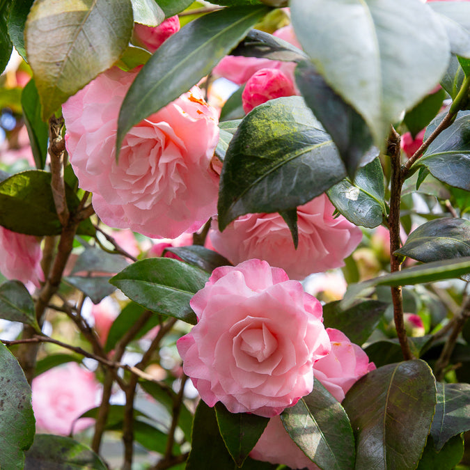 Camellia japonica Nuccio's Pearl - Japanse camelia Nuccios Pearl - Camellia