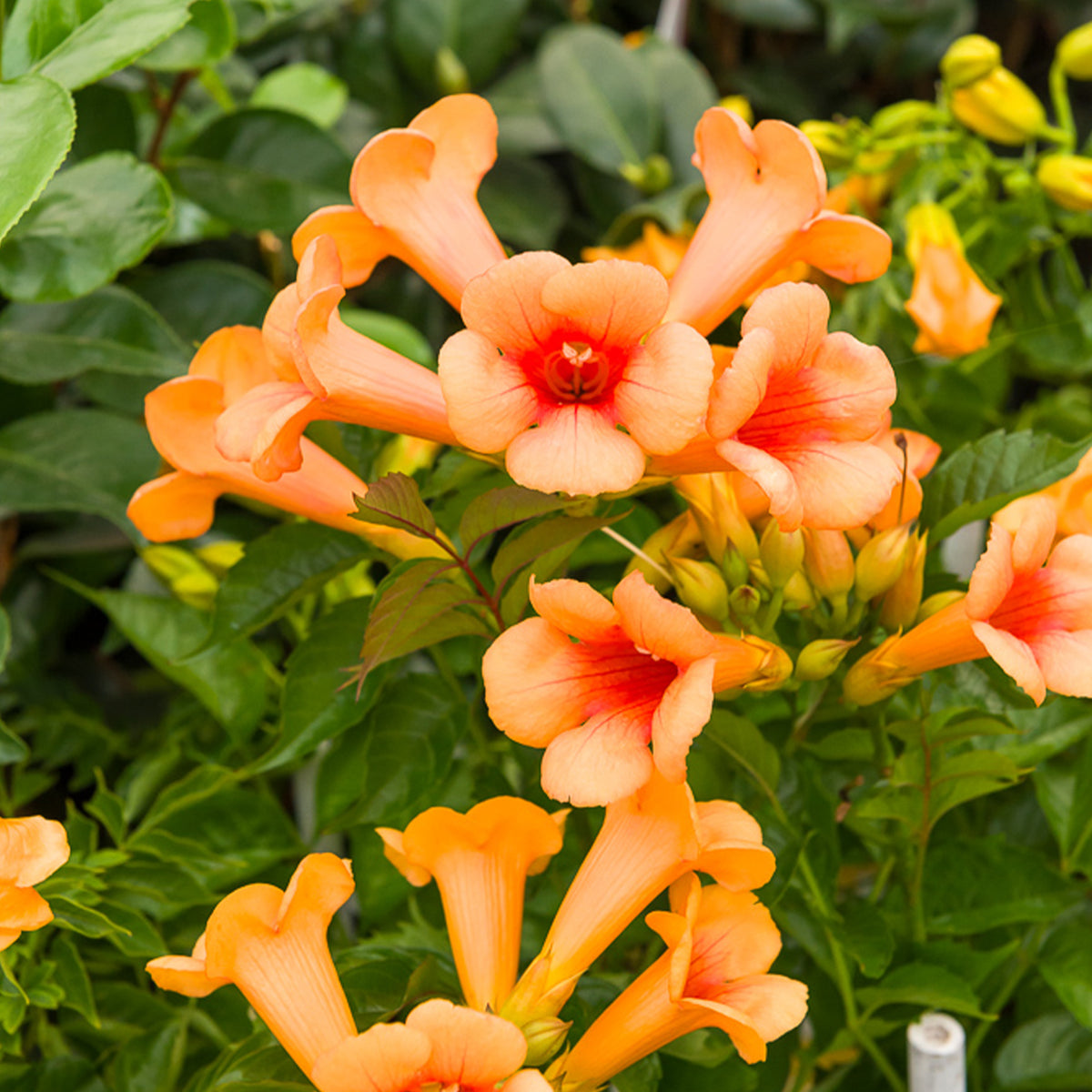 Trompetbloem Indian Summer® - Campsis tagliabuana Indian Summer ® - Bakker