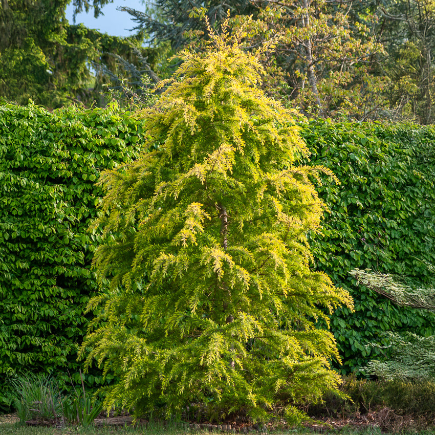 Himalaya ceder Golden Horizon - Cedrus deodara Golden Horizon - Bakker