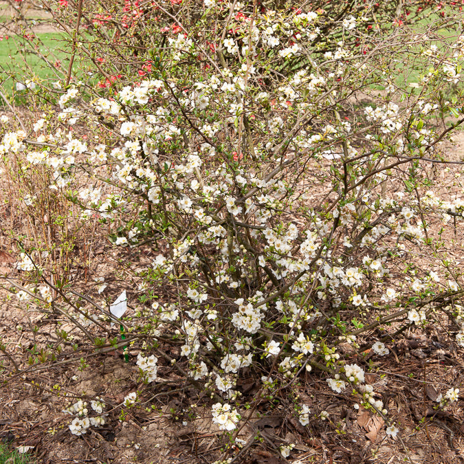 Chaenomeles - Japanse kwee - Japanse kwee Nivalis - Chaenomeles speciosa Nivalis