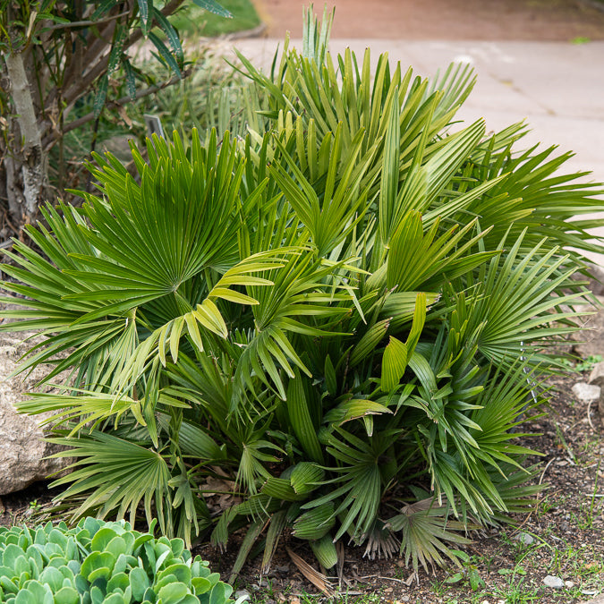 Palmen - Dwergpalm Vulcano - Chamaerops humilis Vulcano