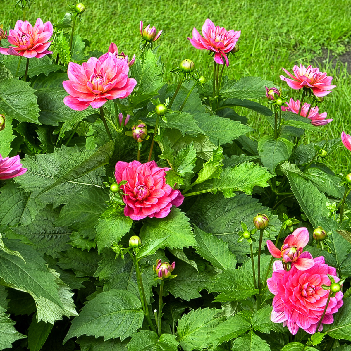 Dahlia - Dwerg decoratieve dahlia Berliner Kleene - Dahlia Berliner Kleene