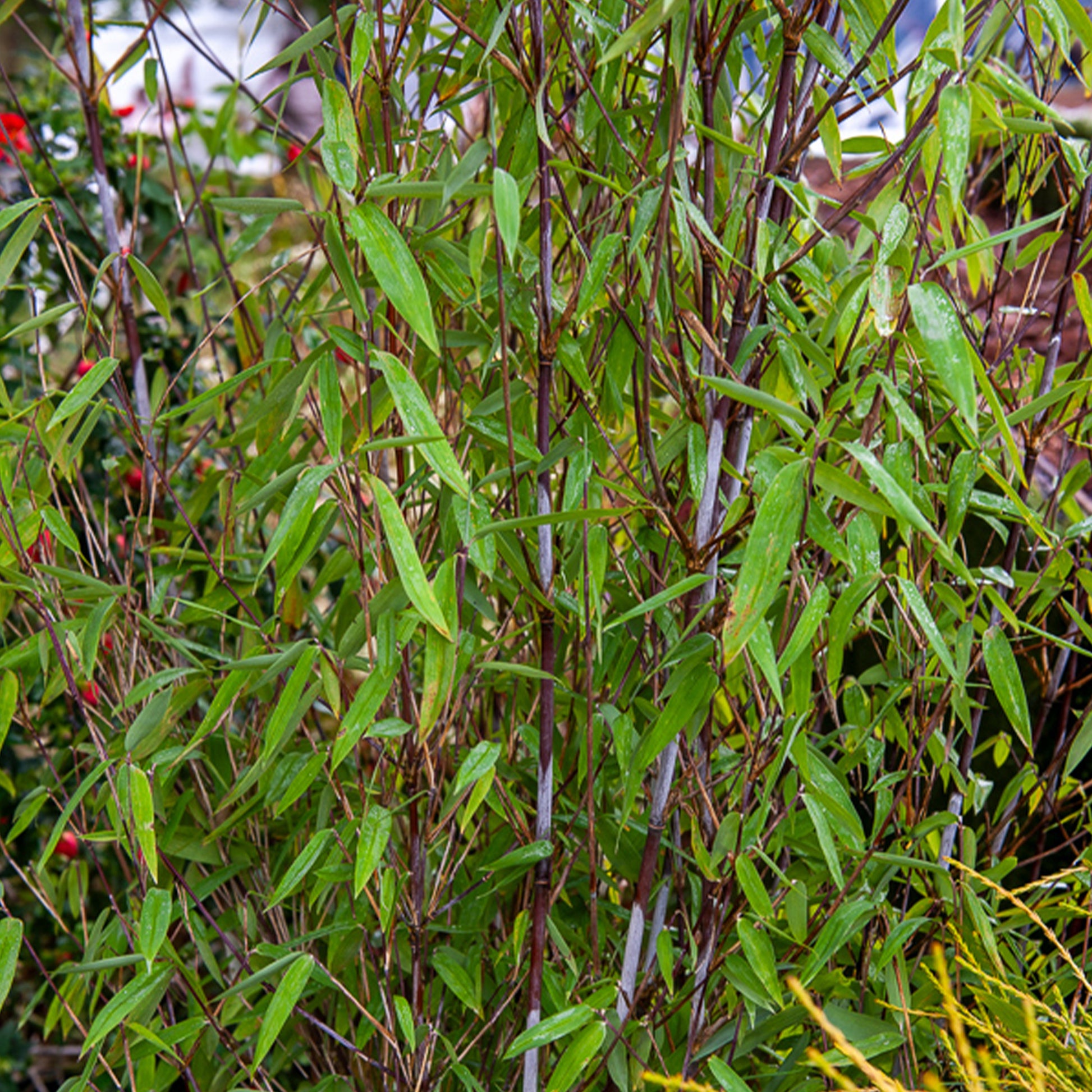 Fargesia demissa Gerry - Fargesia demissa Gerry - Bakker