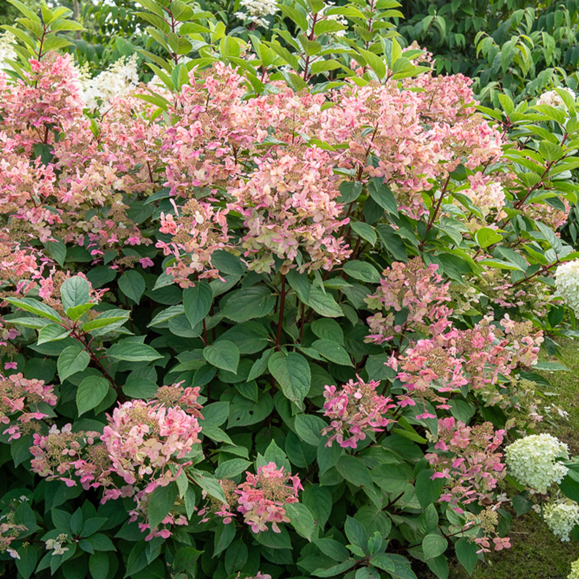 Pluimhortensia Wims Red - Hydrangea paniculata Wims red - Bakker