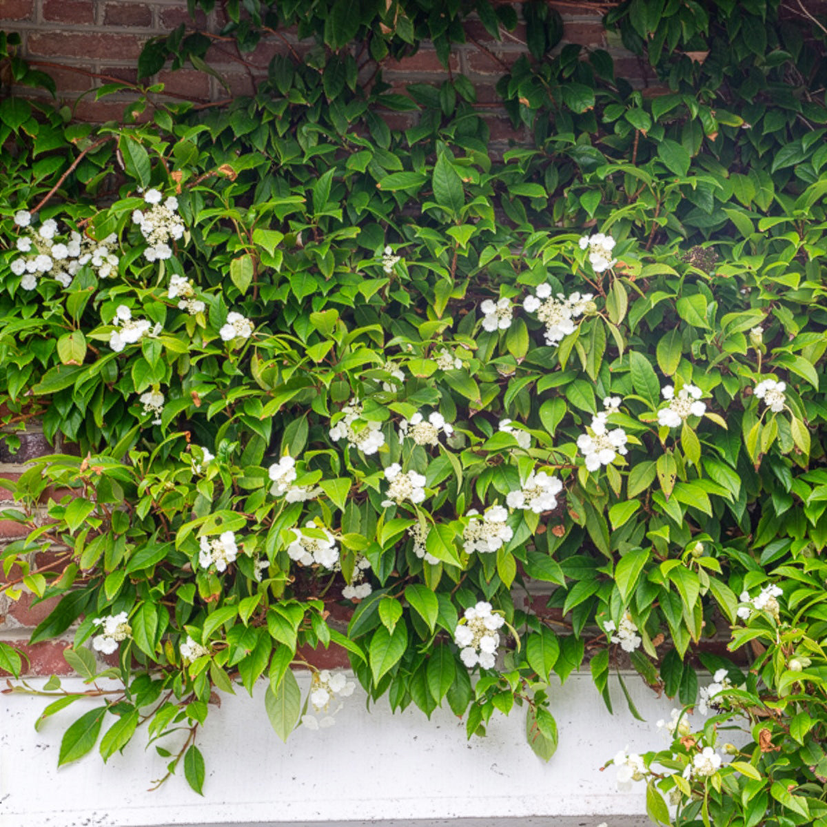 Klimhortensia Seemanii - Bakker