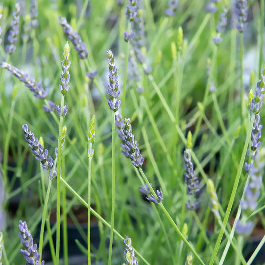Lavendel x intermedia Phenomenal® Niko - Bakker