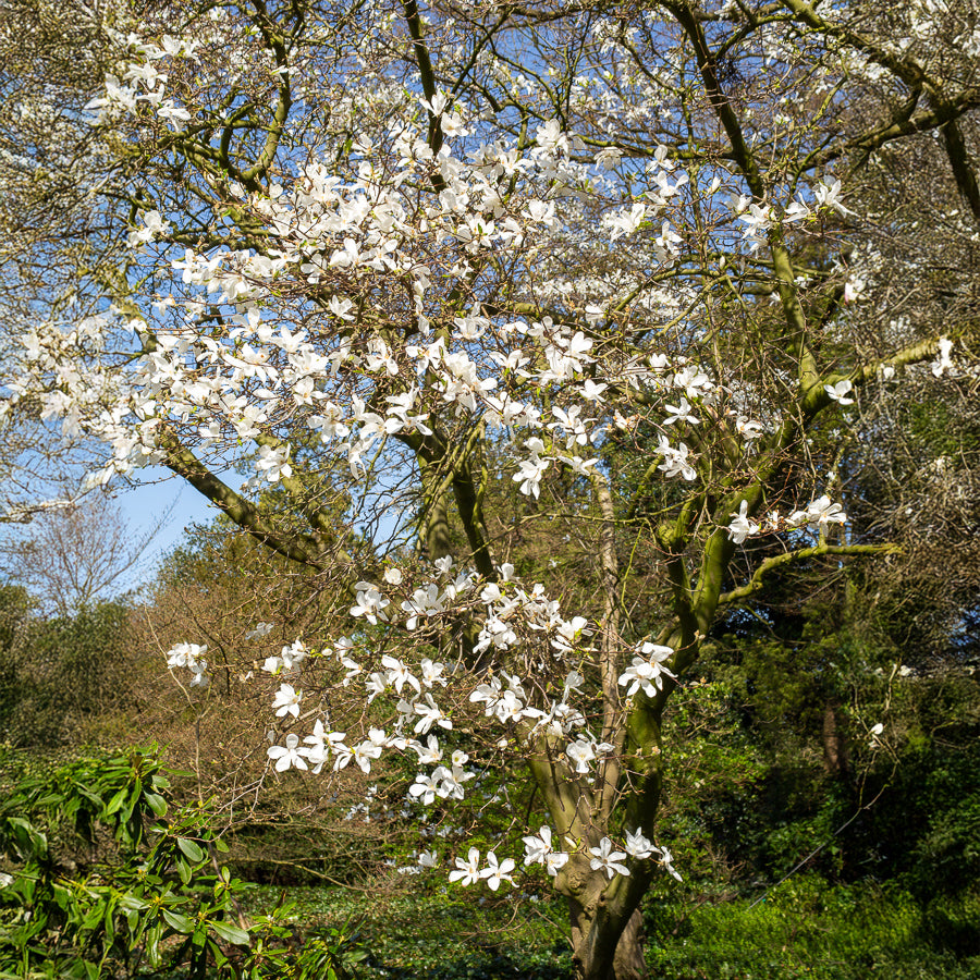 Kobushi magnolia - Magnolia kobus - Bakker