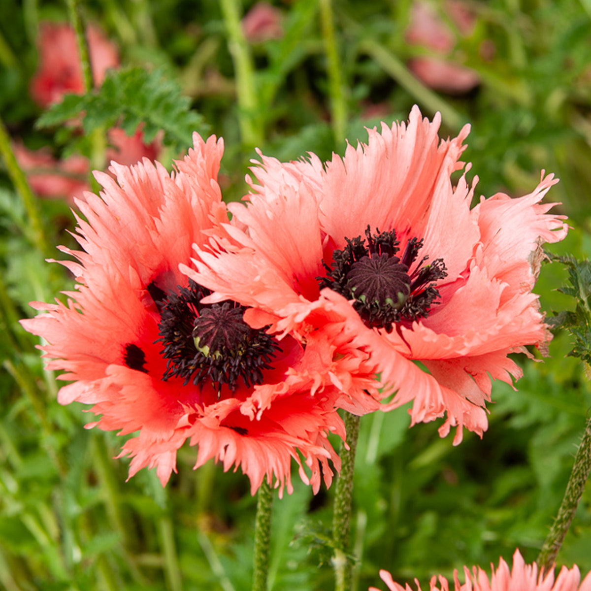 Oosterse klaproos Forncett Summer - Bakker