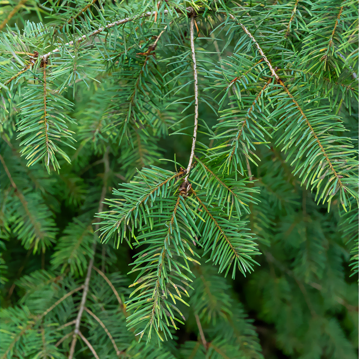 Douglasspar - Pseudotsuga menziesii - Bakker