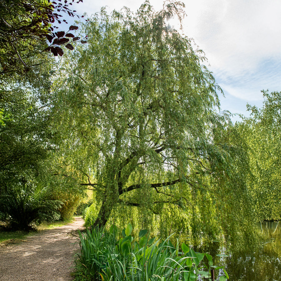 Verkoop Treurwilg - Salix babylonica