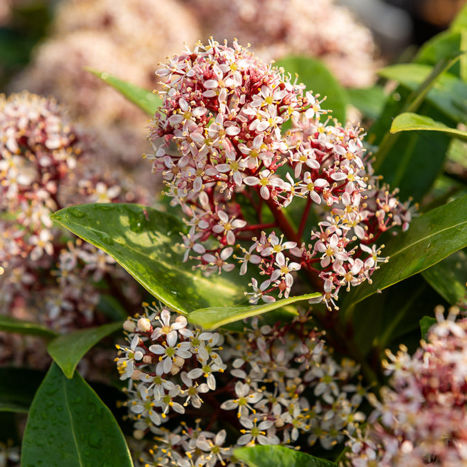 Skimmia japonica Rubella - Japanse skimmia Rubella - Skimmia