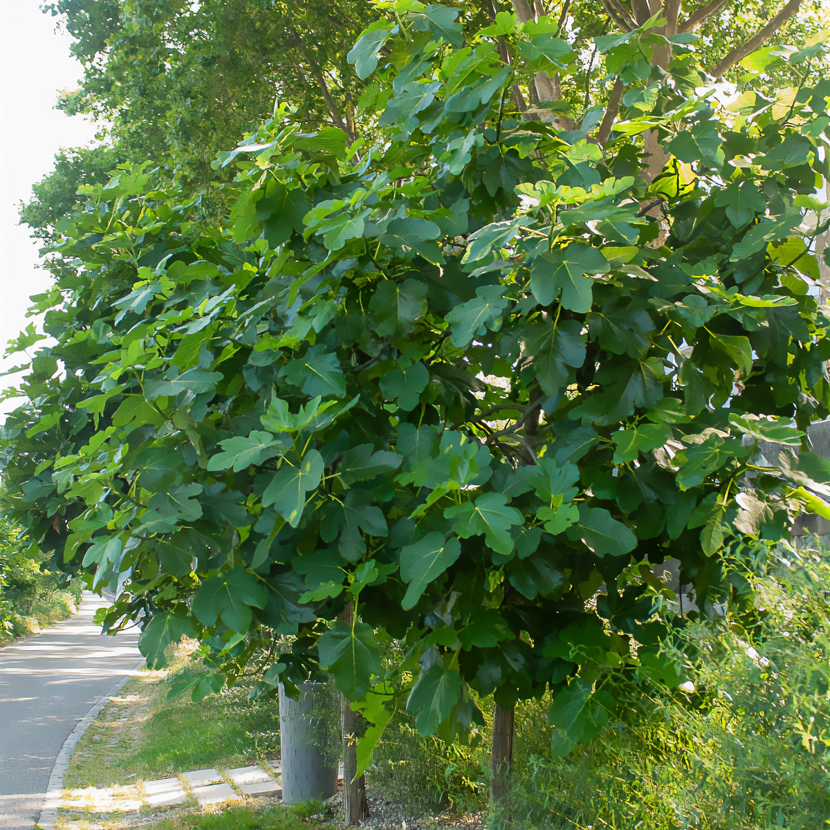 Vijgenviolette Dauphine - Ficus carica Violette Dauphine - Bakker