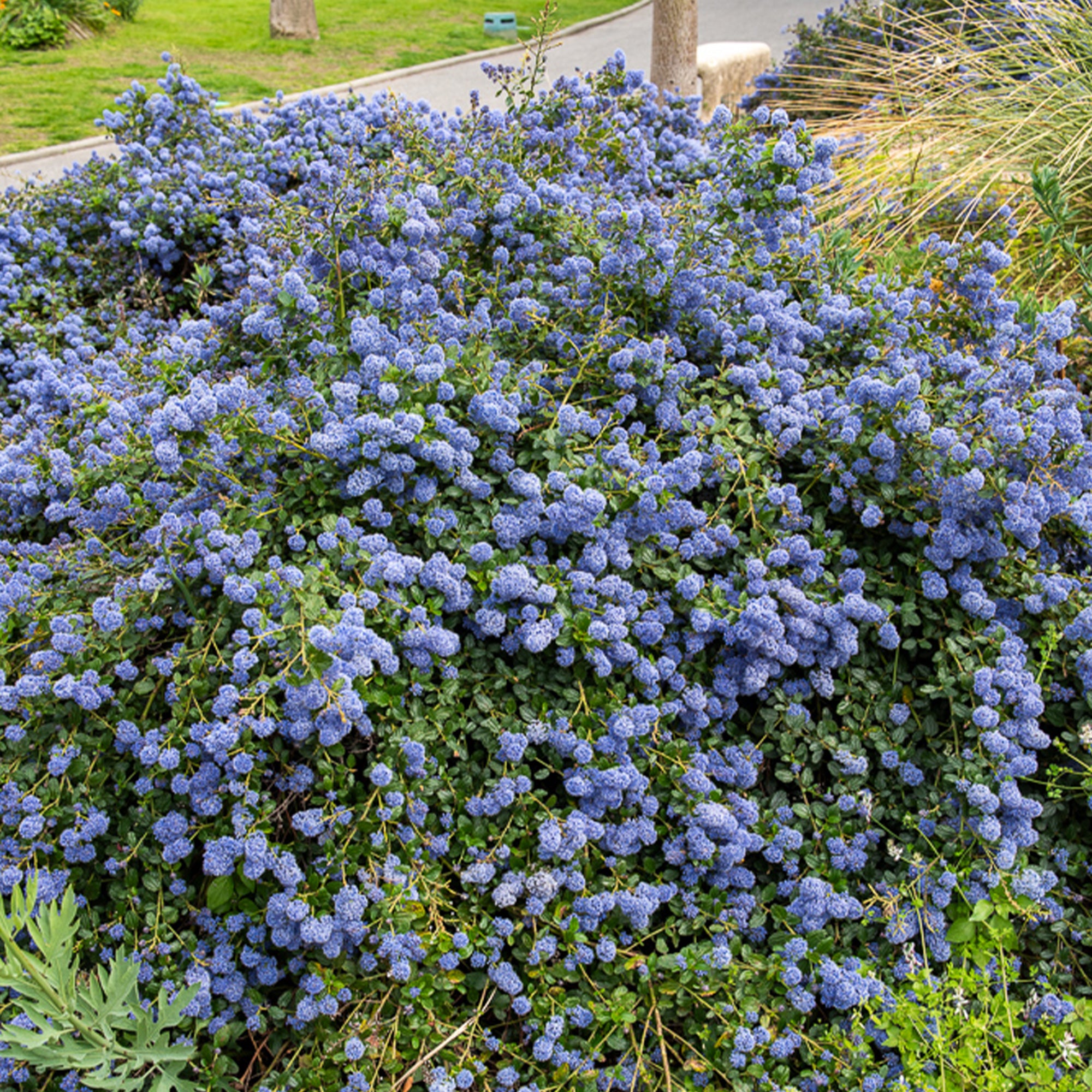 Ceanothus thyrsiflorus repens 30- 40, C3