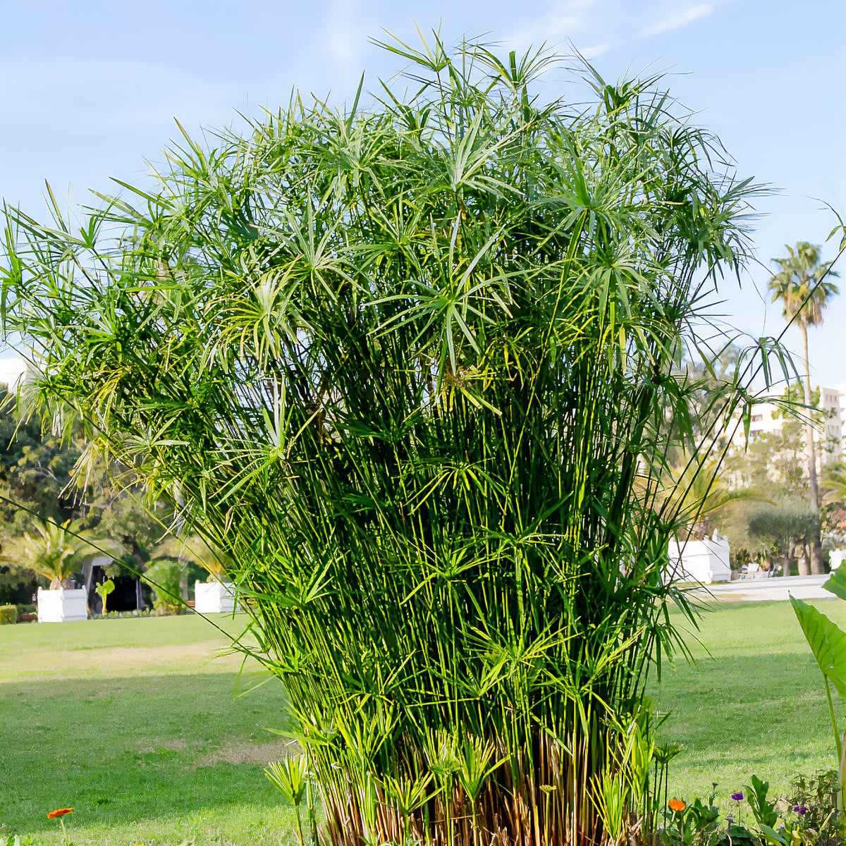 Parapluplant - Cyperus alternifolius - Bakker
